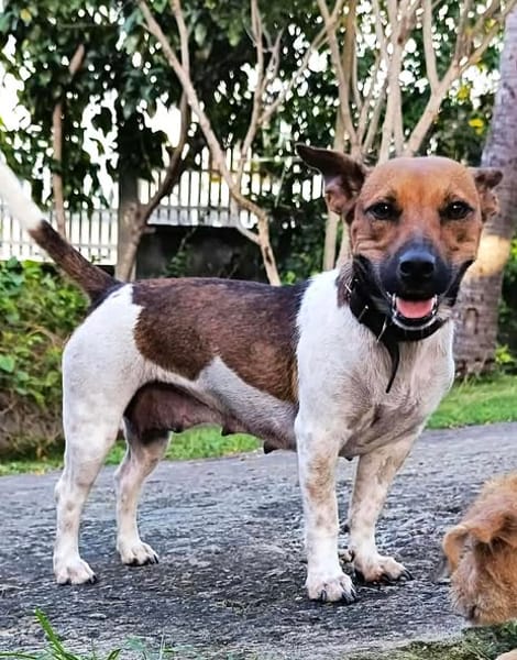 AYA, la douce créole