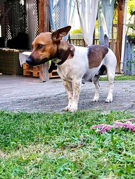 AYA, la douce créole