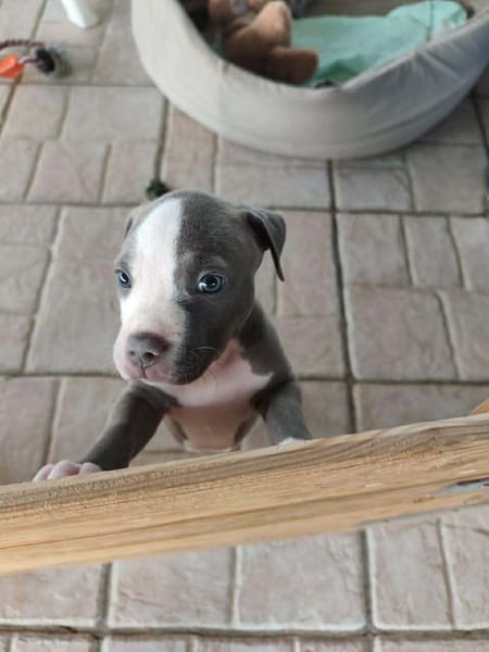 JENNY la tendre frimousse