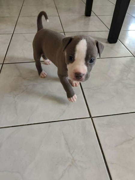 JENNY la tendre frimousse