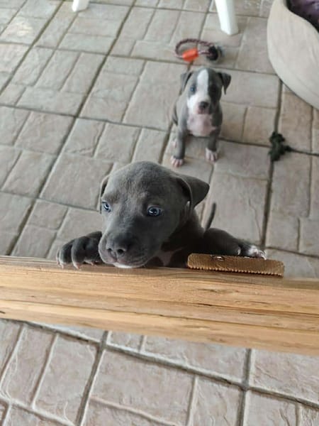 MAGGIE, un amour de bébé