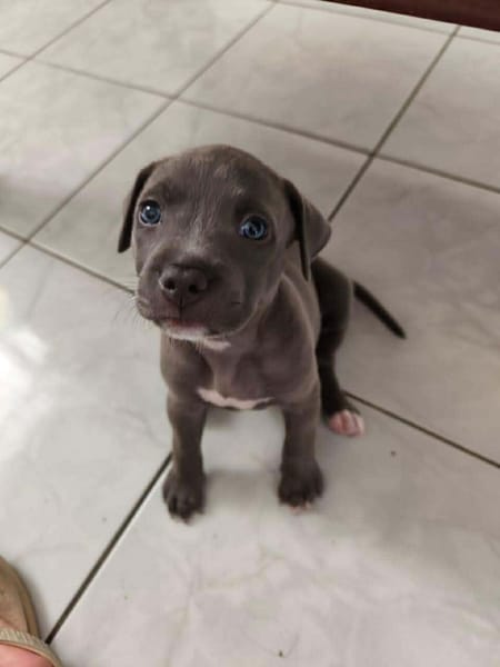 MAGGIE, un amour de bébé