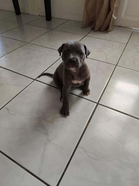 MAGGIE, un amour de bébé