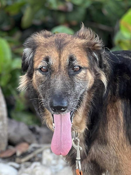 Bobby, un créole timide