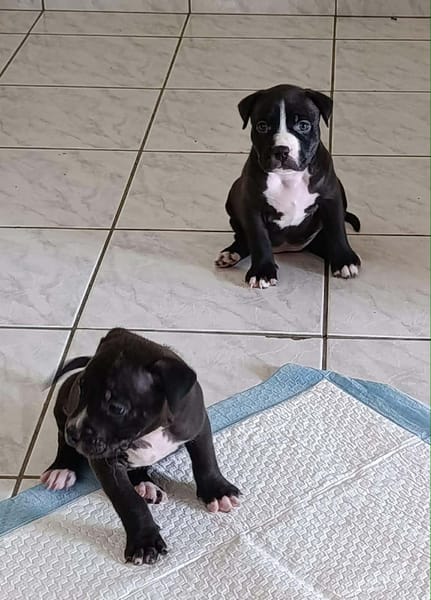 Snoopy petit amour à réserver