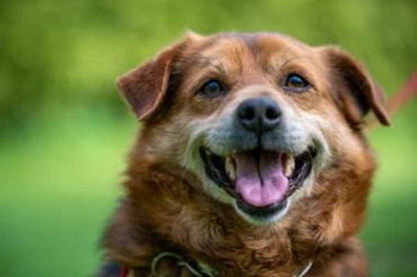 Noch eine Chance für Raffi?