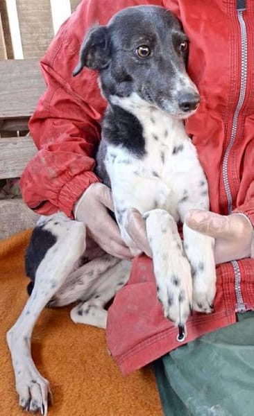 Liebevolle Nela sucht ihr Zuhause