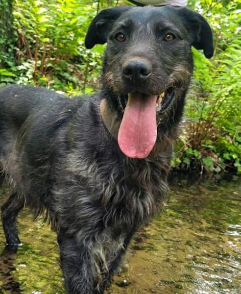 Kira liebt alle Zweibeiner ❤