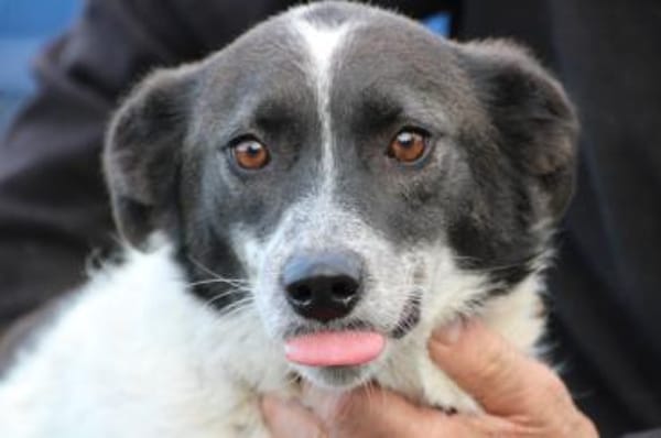 Mirona - sehr zutraulich u. verspielt