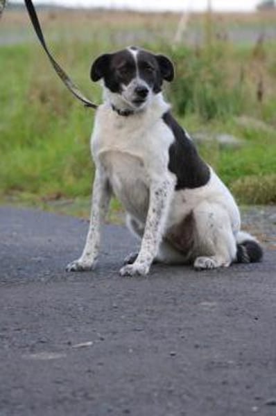 Mirona - sehr zutraulich u. verspielt