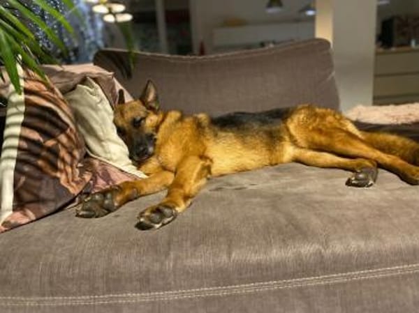 Schäferhündin Doro sucht ein Zuhause