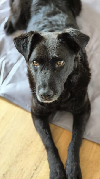 Charmante Lexi sucht ihr Zuhause