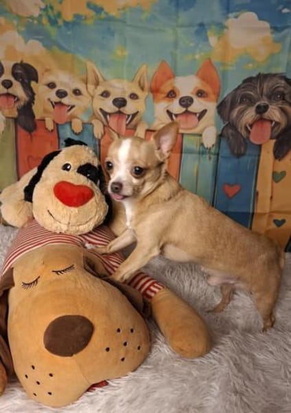 Kleiner kecker lebensfroher Bailey