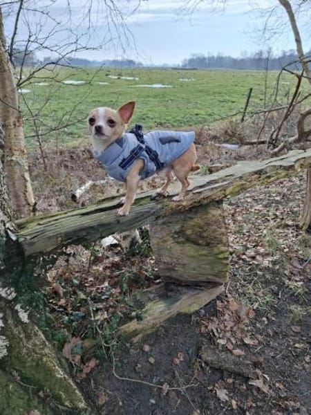 Kleiner kecker lebensfroher Bailey