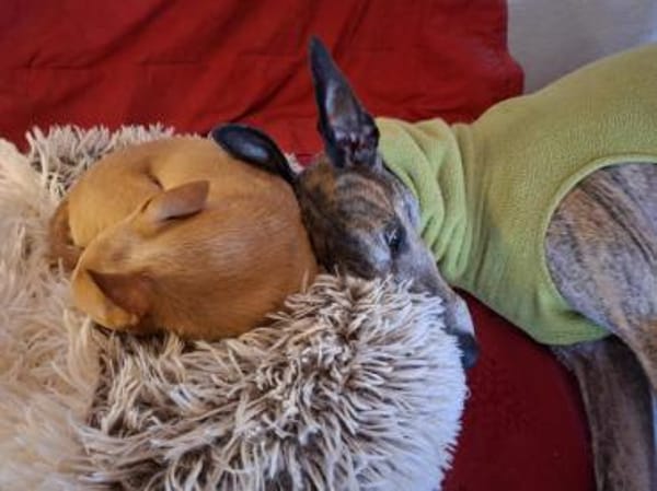 Kleiner kecker lebensfroher Bailey