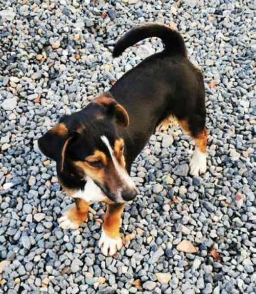 Lolka su. sportl. Besitzer