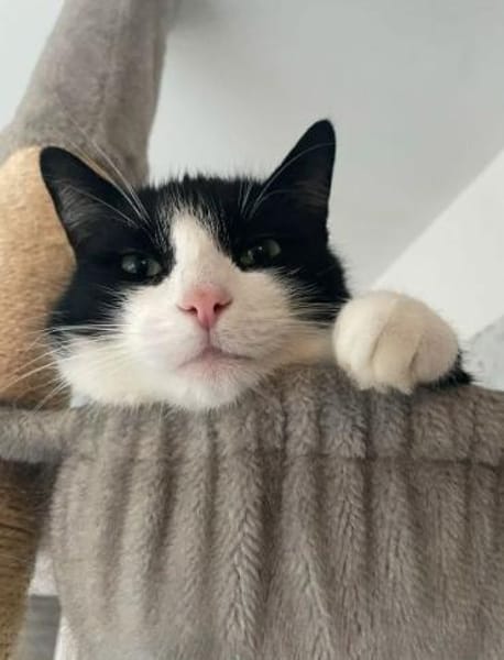 LUCKY u. CHARLY, m., kastr., geb. 2019