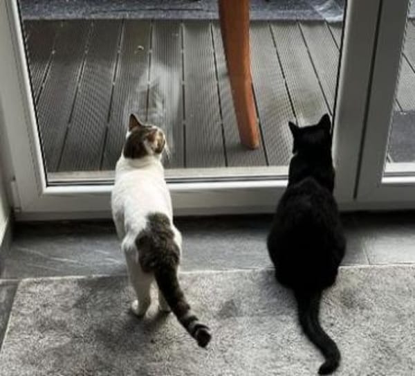 LUCKY u. CHARLY, m., kastr., geb. 2019