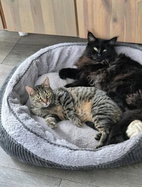 Milly die Schüchterne