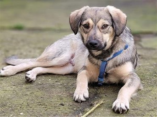 Sancho - wartet in 76437 Rastatt