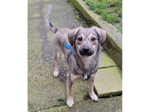 Sancho - wartet in 76437 Rastatt