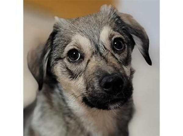 Sancho - wartet in 76437 Rastatt