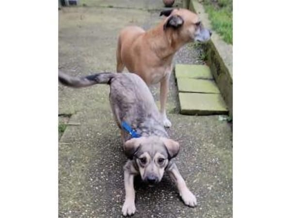 Sancho - wartet in 76437 Rastatt