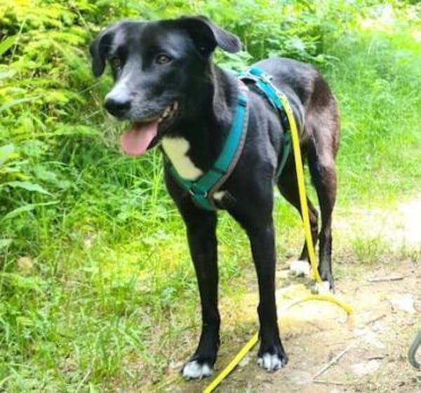 Kara - sanfte, verschmuste Hündin