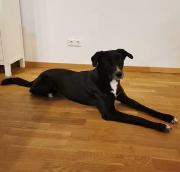 Kara - sanfte, verschmuste Hündin