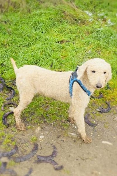 Jaqui ein Lagotto Romagnole