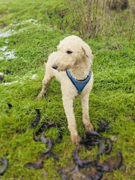 Jaqui ein Lagotto Romagnole