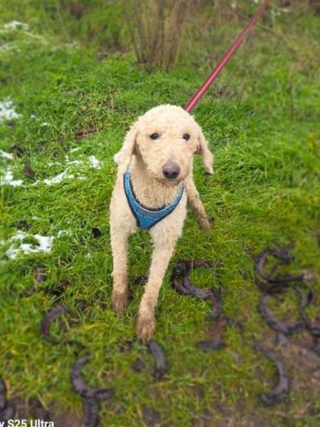 Jaqui ein Lagotto Romagnole