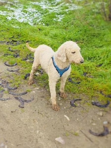 Jaqui ein Lagotto Romagnole