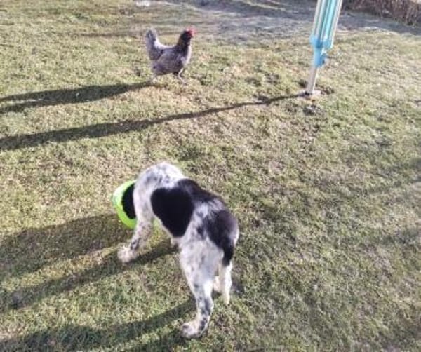 ❤Alfi-wird ein ganz Großer...