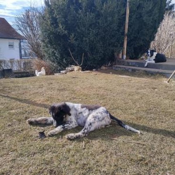 ❤Alfi-wird ein ganz Großer...