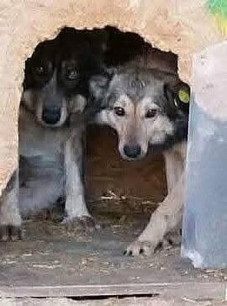 Liebe mal Zwei: Aponi & Chanel warten...