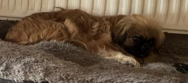 Zuckersüße Pepples