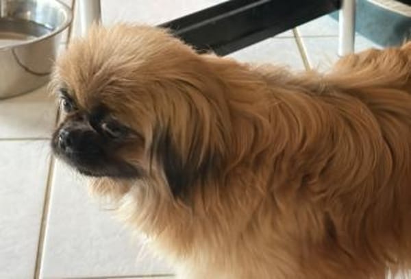 Zuckersüße Pepples