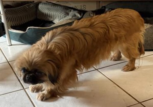 Zuckersüße Pepples