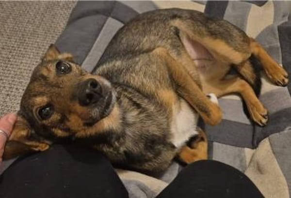 Piccolina, liebe Hündin sucht Familie