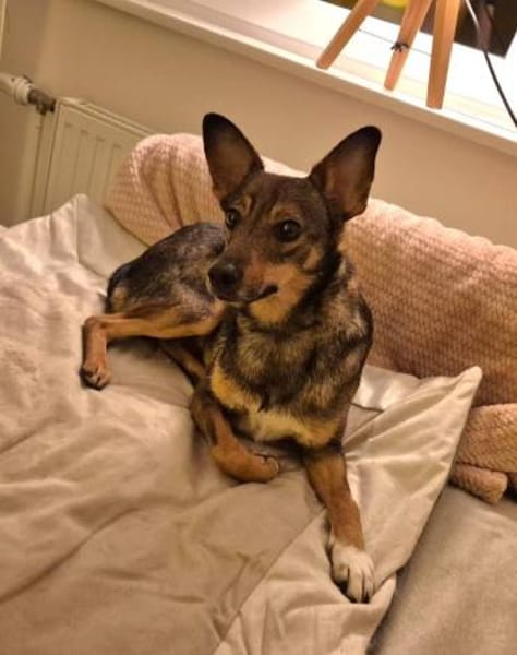 Piccolina, liebe Hündin sucht Familie