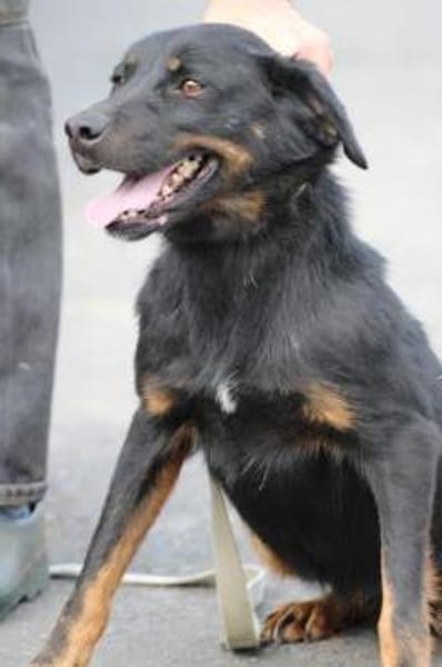 Canja - munter u. kinderlieb