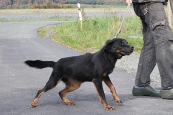 Canja - munter u. kinderlieb