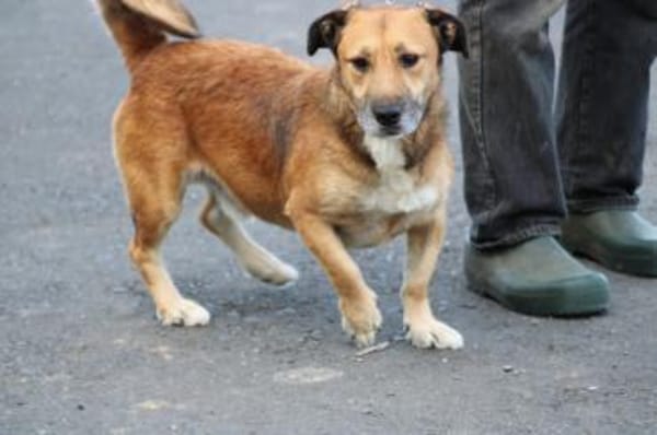 Sanjay - sehr verspielt u. kinderlieb