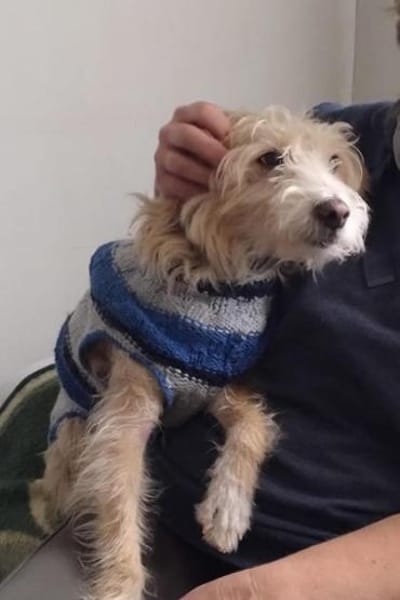 Turpi1 sucht einen Gnadenplatz