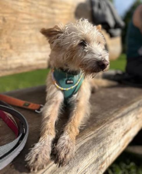 Turpi1 sucht einen Gnadenplatz