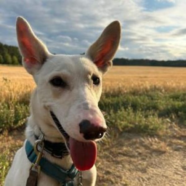 ZEUS, Fledermausohren suchen ein Zuhause