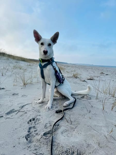 ZEUS, Fledermausohren suchen ein Zuhause