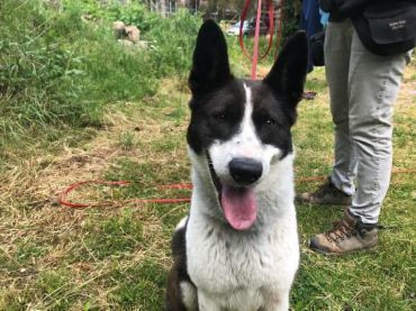 Zelda sucht neue Herausforderungen