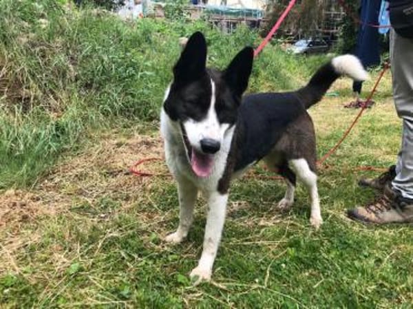 Zelda sucht neue Herausforderungen